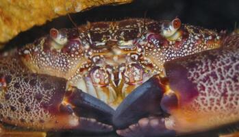 Eriphia verrucosa, also called the warty crab or yellow crab. Black Sea photo