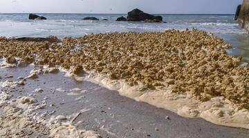 Dirty foam and water pollution and its eutrophication after filling the beaches with sand in the city of Odessa, Ukraine photo