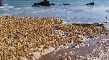Dirty foam and water pollution and its eutrophication after filling the beaches with sand in the city of Odessa, Ukraine photo