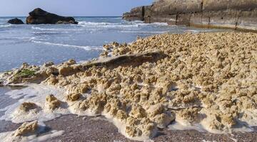 Dirty foam and water pollution and its eutrophication after filling the beaches with sand in the city of Odessa, Ukraine photo
