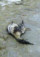 Dead great cormorant washed up on the sandy shore by a storm, Black Sea photo