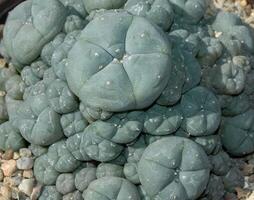Lophophora Williamsii - several plants, a plant with narcotic properties photo