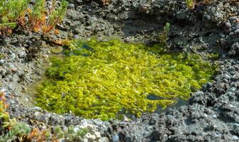Green algae in the tidal zone and puddles on the shore of the Tiligul estuary, Ukraine photo