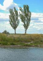 Populus nigra f. pyramidalis, two pyramidal trees against a blue sky photo