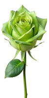 Vibrant green rose on stem stalk flower floral with single leaf, transparent file png