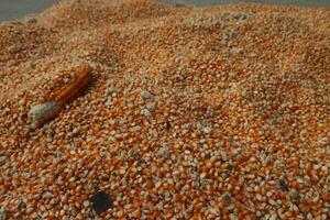 Full frame background top view of raw yellow dry corn kernels scattered on surface photo