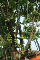belimbing wuluh or starfruit is used in cooking to give a sour taste to food. Fresh green vegetable star fruit is ripening on a tree branch photo