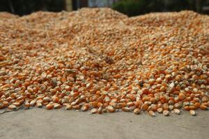 close up of yellow corn seeds can be use as background photo