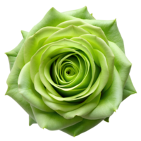 Fresh green rose, isolated floral image, transparent file png