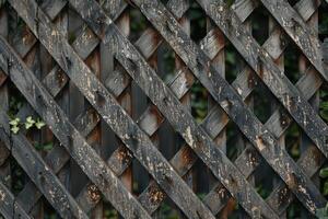 Weathered wooden lattice fence with faded paint and creeping green vines in a garden setting photo