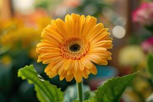 A vibrant yellow gerbera daisy in a garden setting during daylight photo