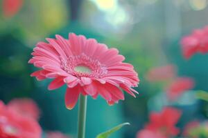Pink gerbera daisy blooming in a garden during springtime photo