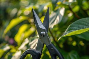 Scissors cutting through lush greenery in a sunlit garden during springtime photo