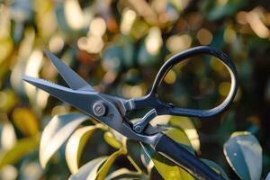 A pair of garden shears resting against a background of lush greenery in a bright and sunny garden setting photo
