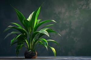 Lush green plant in a serene indoor setting with soft lighting photo