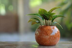 Potted green plant in a round clay pot on a wooden table indoors photo