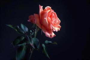A stunning peach rose blooming gracefully in a dark background during evening light photo