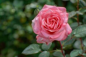 Delicate pink rose in full bloom captured during a sunny afternoon in a lush garden photo
