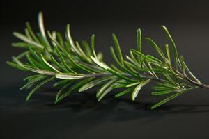 Fresh rosemary sprig resting on a dark surface, highlighting its vibrant green leaves and texture photo