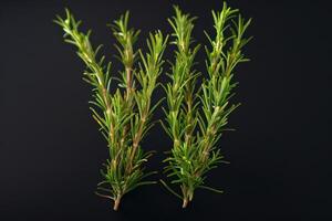 Fresh rosemary sprigs arranged on a black background, showcasing their vibrant green color photo