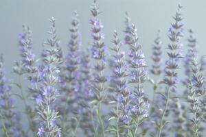 Lavender flowers blooming in a serene garden setting during a quiet afternoon in springtime photo