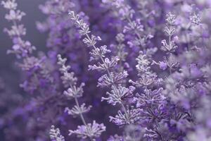 Beautiful lavender flowers with soft purple hues in a serene garden setting at dusk photo