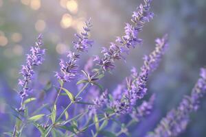 Delicate lavender flowers in soft focus against a dreamy background during golden hour photo