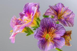 Colorful purple flowers with striking patterns blooming against a light background photo