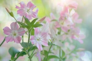 Delicate pink and white flowers bloom in a sunlit garden during springtime photo