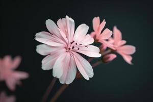 Delicate pink flowers blooming against a dark background in a serene indoor setting photo