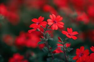 Bright red flowers bloom vibrantly in a garden setting during early spring in full sunshine photo