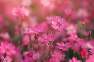 Vibrant pink flowers blooming in a garden during the warm spring afternoon sunlight photo