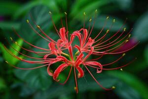 Beautiful red spider lily blooming in a lush green garden during late spring afternoon photo