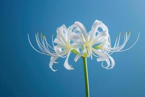 Delicate white flowers with slender petals against a soft blue background in natural light photo