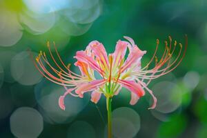 Delicate pink flower with long stamens blooms in a lush green garden during a sunny afternoon photo