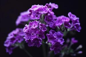Beautiful purple flowers blooming against a dark background in a close-up view during twilight photo