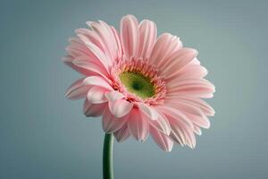 Delicate pink flower with layered petals against a soft gradient background photo