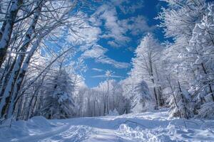 Snow-covered forest trail under a bright blue sky with fluffy clouds on a winter day photo