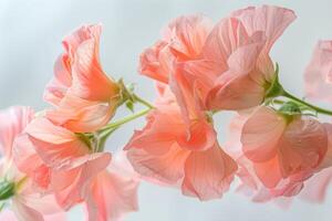 Delicate pink sweet peas blooming gracefully in a soft light setting during spring photo