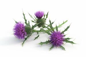 Vibrant purple thistle flowers with sharp thorns arranged on a white background photo