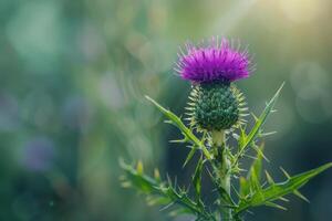 Beautiful purple thistle blooming in a sunny meadow during late afternoon hours photo