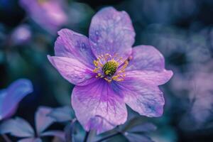 A close-up of a vibrant purple flower blooming in a garden during springtime photo