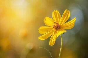 A vibrant yellow flower stands tall against a soft golden background during a sunny afternoon photo