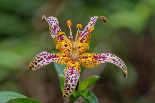Colorful exotic flower in bloom with vibrant patterns surrounded by green foliage photo