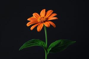 Bright orange flower with green leaves against a black background illuminated in a studio setting photo