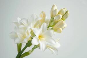 Delicate white freesia flowers bloom gracefully against a soft, neutral background photo