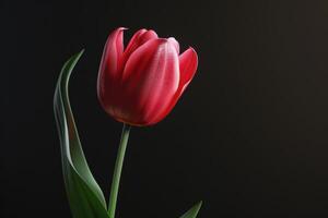 A delicate red tulip stands tall against a dark backdrop in perfect bloom photo