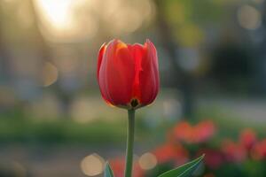 Vibrant red tulip blooming in the garden during the soft glow of sunset photo