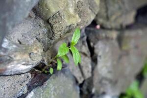 Sprout, break through the stone wall photo