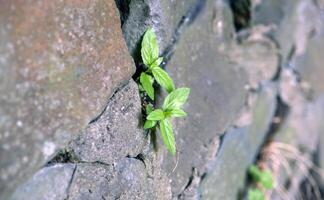 Sprout, break through the stone wall photo